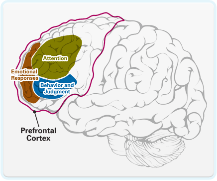 pre-frontal-cortex