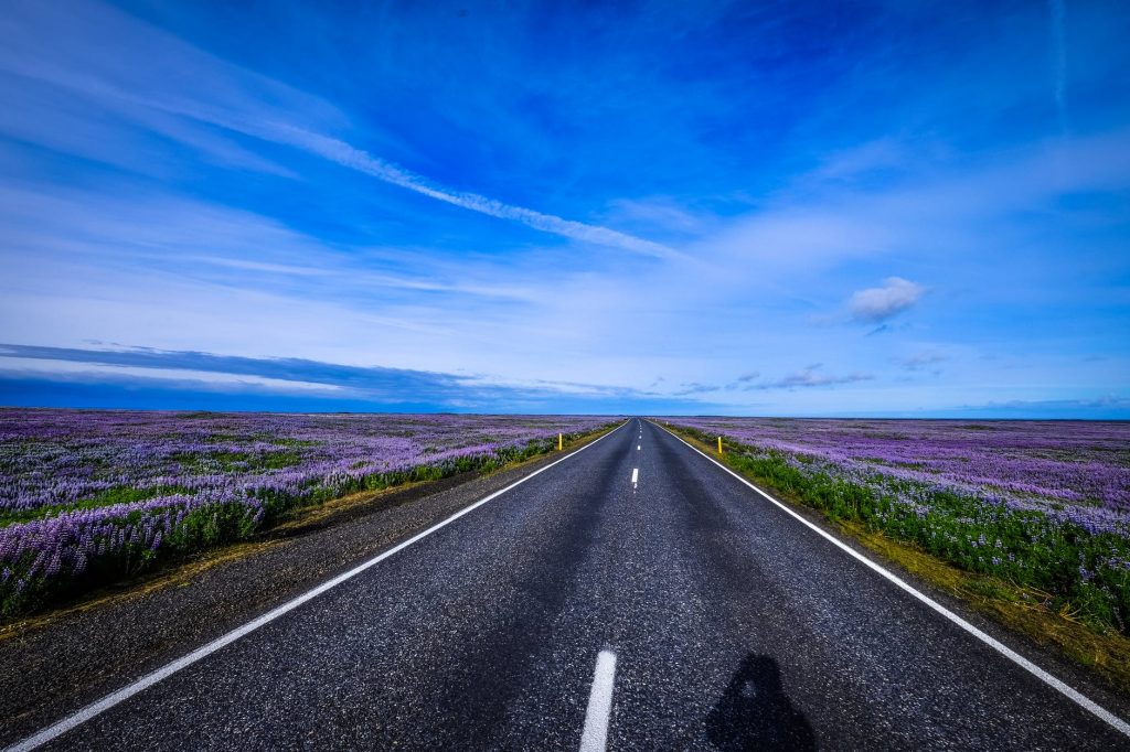 road between purple flowers