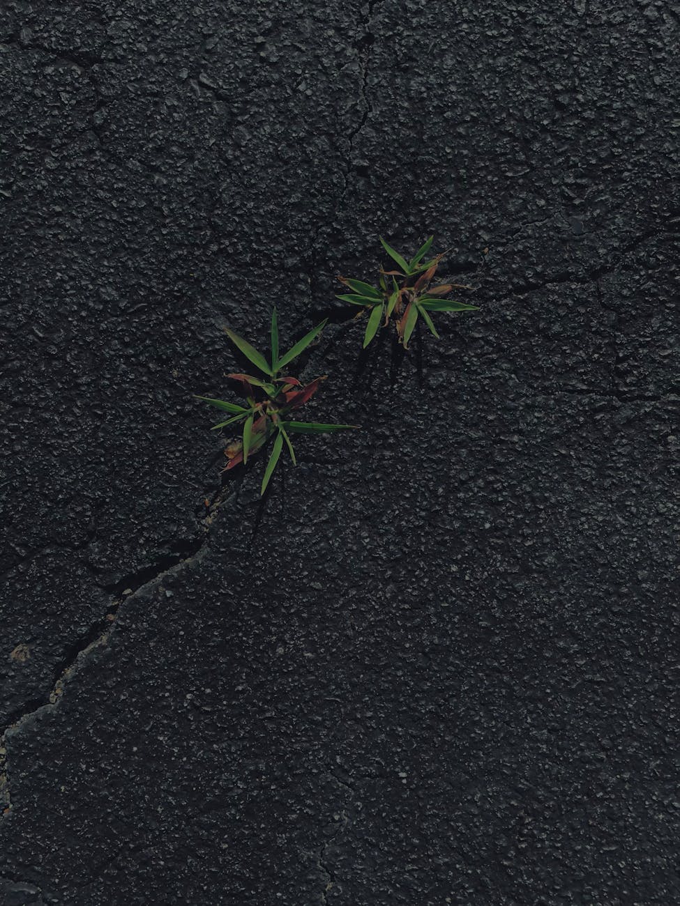 grass on pavement